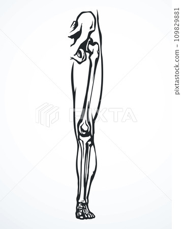 Vector drawing. Bones of the leg Vector drawing. Bones of the leg 109829881