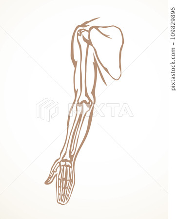 Vector drawing. Bones of the arm and shoulder Vector drawing. Bones of the arm and shoulder 109829896