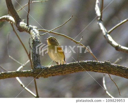 Red-flanked bluetail female staying on a branch 109829953