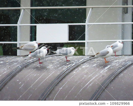 Black-headed gulls gather on the roof of the ferry terminal Black-headed gulls gather on the roof of the ferry terminal 109829966