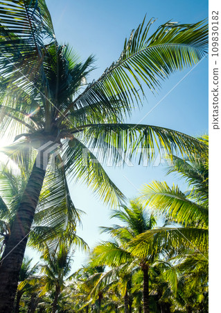 Palm trees in sunlight. Tropical background. Palm trees in sunlight. Tropical background. 109830182
