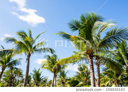 Palm trees against blue sky. Tropical scenery. Palm trees against blue sky. Tropical scenery. 109830183