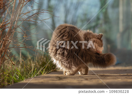 Pet resting and licking paw on background of nature. Pet resting and licking paw on background of nature. 109830228