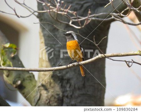 Male redstart perching on a branch Male redstart perching on a branch 109830284