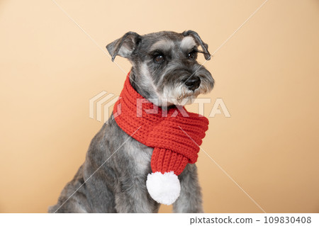 一隻米色背部和紅色圍巾的迷你雪納瑞的半身像 109830408