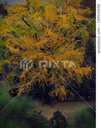 Shikoku 88 Sacred Sites No. 88 Temple - Okuboji Temple (Yuganji Temple) Autumn Foliage 2023 [Sanuki City, Kagawa Prefecture] 5 109830688