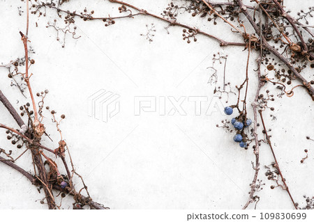 Frame from grape branches with dried berries on white stone background, copy space Frame from grape branches with dried berries on white stone background, copy space 109830699