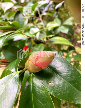 期待未來的山茶花蕾 期待未來的山茶花蕾 109830774