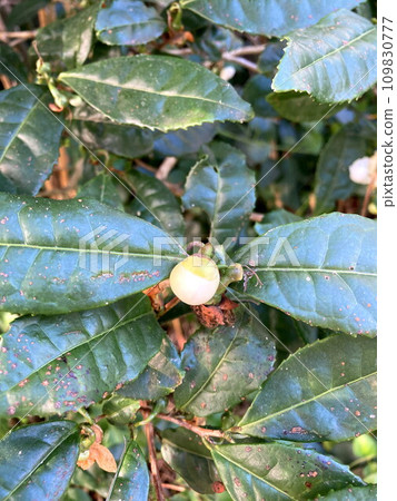 Tea flower buds that make you wonder about something 109830777