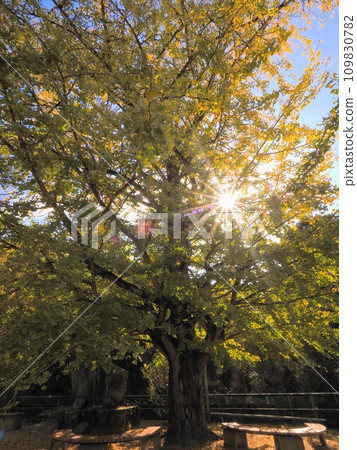 Large ginkgo tree at former Tawa Elementary School 2023 [Tawa, Sanuki City, Kagawa Prefecture] 4 109830782