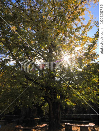 Big ginkgo tree at former Tawa Elementary School 2023 [Tawa, Sanuki City, Kagawa Prefecture] 109830786