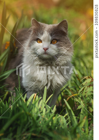 Fun with leaves. Inquisitive cat sitting in a pile of leaves in autumn. 109830828