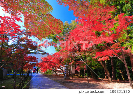 [京都府] 晴天時光明寺的觀音堂與紅葉 109831520