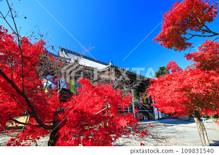[Kyoto Prefecture] Mieido of Komyoji Temple and autumn leaves on a clear day 109831540