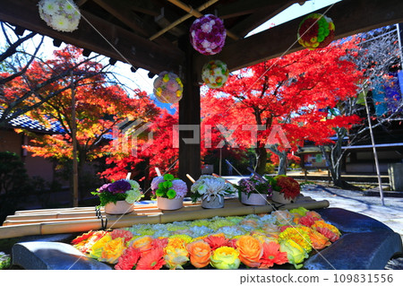 [Kyoto Prefecture] Komyoji Temple Flower Hand Water and Autumn Leaves 109831556