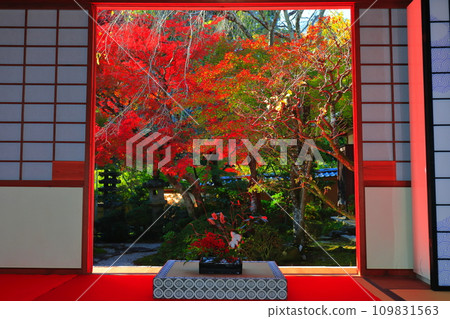 [Kyoto Prefecture] Komyoji Temple Maple Room and Autumn Leaves 109831563