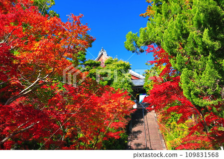 [京都府]晴天時的光明寺禦榮堂和秋葉 109831568