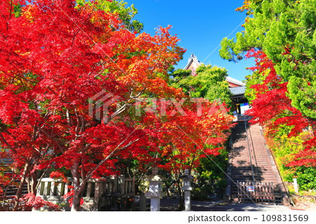 [京都府]晴天時的光明寺禦榮堂和秋葉 109831569