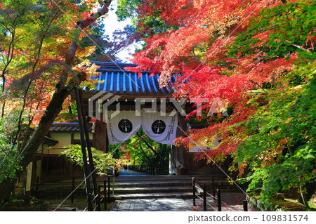 [京都府]光明寺的藥院門和秋葉（紅葉參道） 109831574