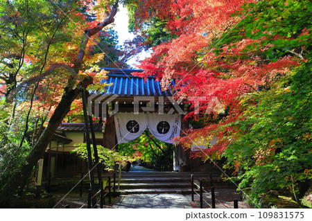 [京都府]光明寺的藥院門和秋葉（紅葉參道） 109831575