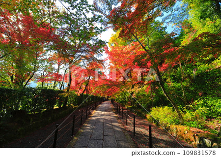 [Kyoto Prefecture] Komyoji Temple's Yakuinmon Gate and autumn leaves (Momiji Sando) 109831578