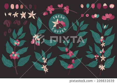 Coffee plants. Cafe leaf pattern, tree beans and leaves, colombia or ethiopia farm logo, berry and branch for barista. Arabica drinks. Botanical cartoon flat elements. Vector illustration Coffee plants. Cafe leaf pattern, tree beans and leaves, colombia or ethiopia farm logo, berry and branch for barista. Arabica drinks. Botanical cartoon flat elements. Vector illustration 109831639