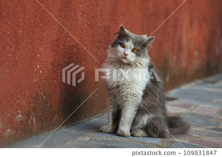Cat resting on backyard. Cat resting on backyard. 109831847