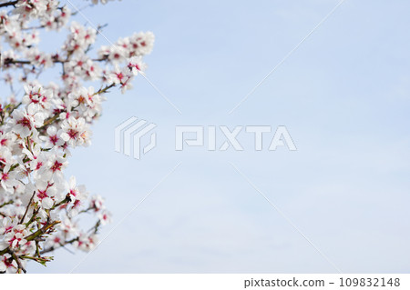 Background of blue sky with blossoming cherry tree, white flowers, copy space Background of blue sky with blossoming cherry tree, white flowers, copy space 109832148