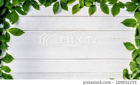 Background material of white tree surrounded by leaves 109832255