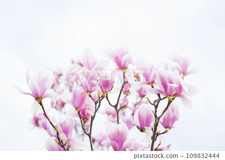 Blooming magnolia tree in spring on pastel sky background Blooming magnolia tree in spring on pastel sky background 109832444