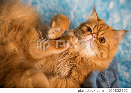Red Persian cat is playing on blue background 109832562