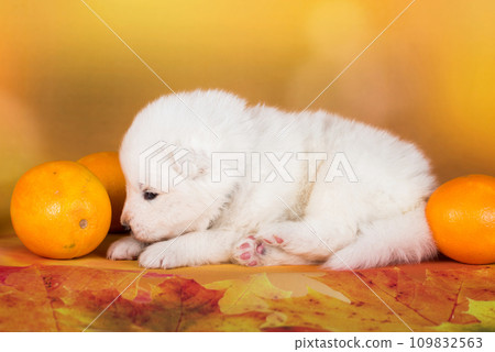 White fluffy Samoyed puppy dog with orange White fluffy Samoyed puppy dog with orange 109832563