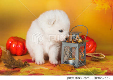 Samoyed white dog lies in the autumn leaves with pumpkin. Halloween 109832569