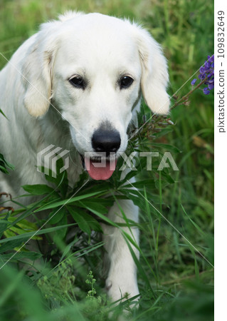 portrait of beautiful Golden retriver walking in countryside Lupine meadow. close up portrait of beautiful Golden retriver walking in countryside Lupine meadow. close up 109832649