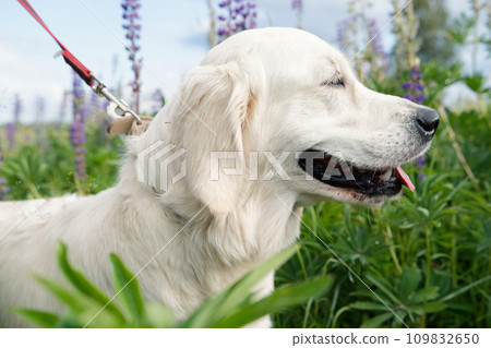 portrait of beautiful Golden retriver walking in countryside Lupine meadow. close up 109832650