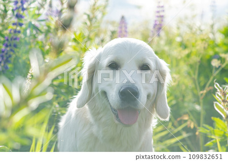 portrait of beautiful Golden retriver posing in countryside Lupine meadow. close up portrait of beautiful Golden retriver posing in countryside Lupine meadow. close up 109832651