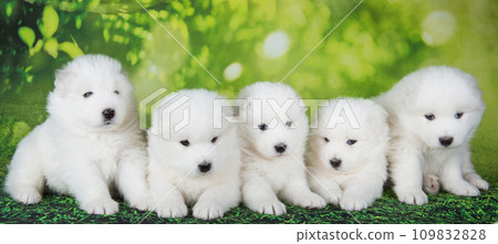Five White fluffy small Samoyed puppies dogs are sitting on green summer or spring background Five White fluffy small Samoyed puppies dogs are sitting on green summer or spring background 109832828