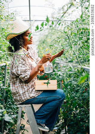 A black woman farmer sprays water on tomato plants in a greenhouse using a bottle. Employing technology for plant care and fostering growth in vegetable farming. 109833682