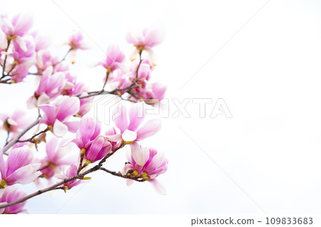 Blooming magnolia tree in spring on pastel sky background, copy space 109833683