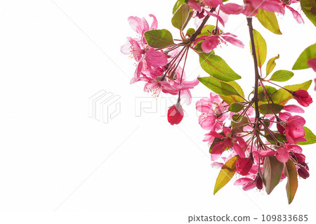 Apple flowers,Spring blossom on white background with copy space Apple flowers,Spring blossom on white background with copy space 109833685