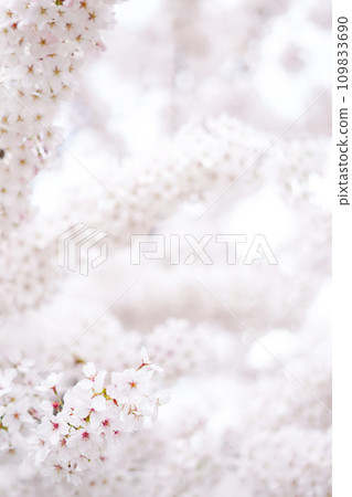 A beautiful spring cherry tree in the garden blooms on a blurry white background 109833690