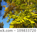 Miracle of autumn leaves 109833720