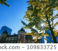 Tokyo station and ginkgo 109833725