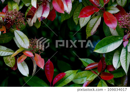 Nature forest background. Frame from multicolored tree leaves. weather, bright banner frame 109834017
