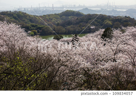 櫻花的風景 109834057