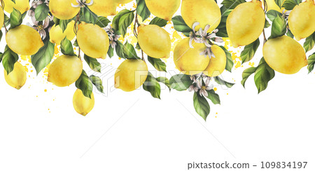 Lemons are yellow, juicy, ripe with green leaves, flower buds on the branches, whole. Watercolor, hand drawn botanical illustration. Seamless border on a white background. 109834197