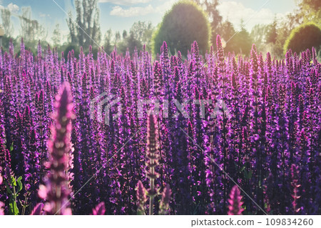 Scenic field with wild sage during summer bloom Scenic field with wild sage during summer bloom 109834260