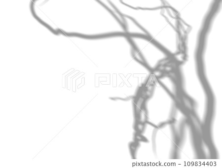 Shadow from branches, overlay effect. Realistic gray shadow on white background. Applicable for product presentation, photos, backdrop. Sun light. 3D render. 109834403