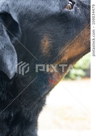 rottweiler with hotspot 109834479