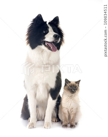 young Yakutian Laika and siamese cat 109834511